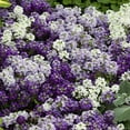 thumbnail image 4 of Lobularia Alyssum Drought Tolerant Ground Cover Plant Flower Seed Mix - 4000 Seeds, 4 of 4