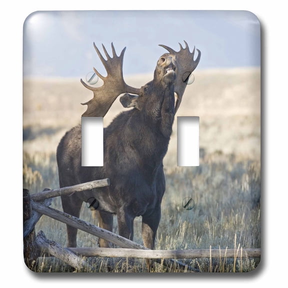 3dRose, Wyoming, Grand Teton National Park, Bull Moose - US51 JWI0374 - Jamie and Judy Wild, double toggle switch