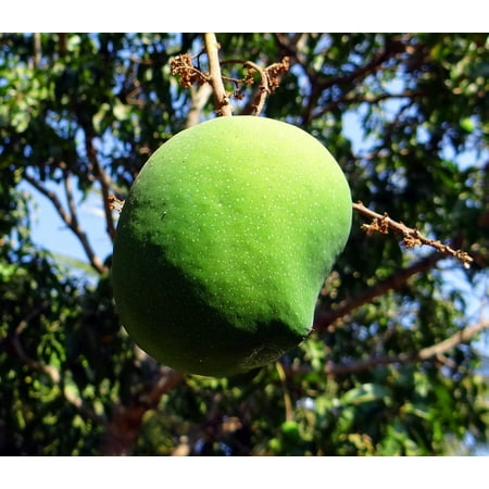 Mangifera Indica Mango - Canvas Print Mangifera Indica Fresh Fruit Mango Tropical Fruit Stretched Canvas 10 x 14