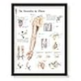thumbnail image 3 of The Shoulder and Elbow Framed Medical Educational Informational Poster Diagram Doctors Office School Classroom 22x28 Inches, 3 of 4