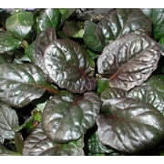 Caitlin's Giant Ajuga - Carpet Bugle - Huge Leaves - 48 Plants - 1 3/4" Pots