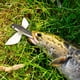 thumbnail image 4 of Señuelos de Pesca de pez volador biónico de 21cm y 124g cebo suave para curricán de atún y caballa Barbie Nuevos Originales, 4 of 7