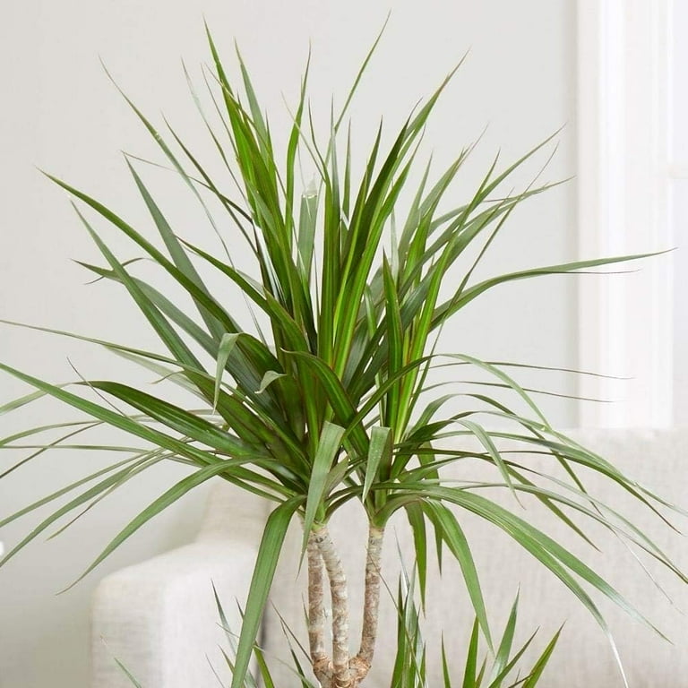 Dracaena Marginata Bush - Live Plant in a 10 Inch Pot - Dracaena Marginata  - Easy Care Indoor Air Cleaning Plant - Walmart.com