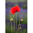 thumbnail image 2 of Gulin, Sylvia 17x24 Gold Ornate Wood Framed with Double Matting Museum Art Print Titled - Washington State-Sequim-early summer blooming red poppies, 2 of 4