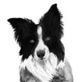 thumbnail image 3 of Popp, Grace 15x15 Black Modern Framed Museum Art Print Titled - Border Collie I, 3 of 5