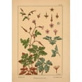thumbnail image 3 of Vintage Apple Collection 18x24 Black Modern Framed Museum Art Print Titled - Plate 19 - Geranium, 3 of 5