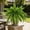 28-leaf, variant on Large Artificial Boston Fern for Outdoors, UV Resistant Fake Ferns for Hanging Baskets & Porch, 28/38/60/88 Fronds Lifelike Faux Fern Plants Bundles, Outdoor/Indoor Decor, No Pot (2, 38-Leaf)