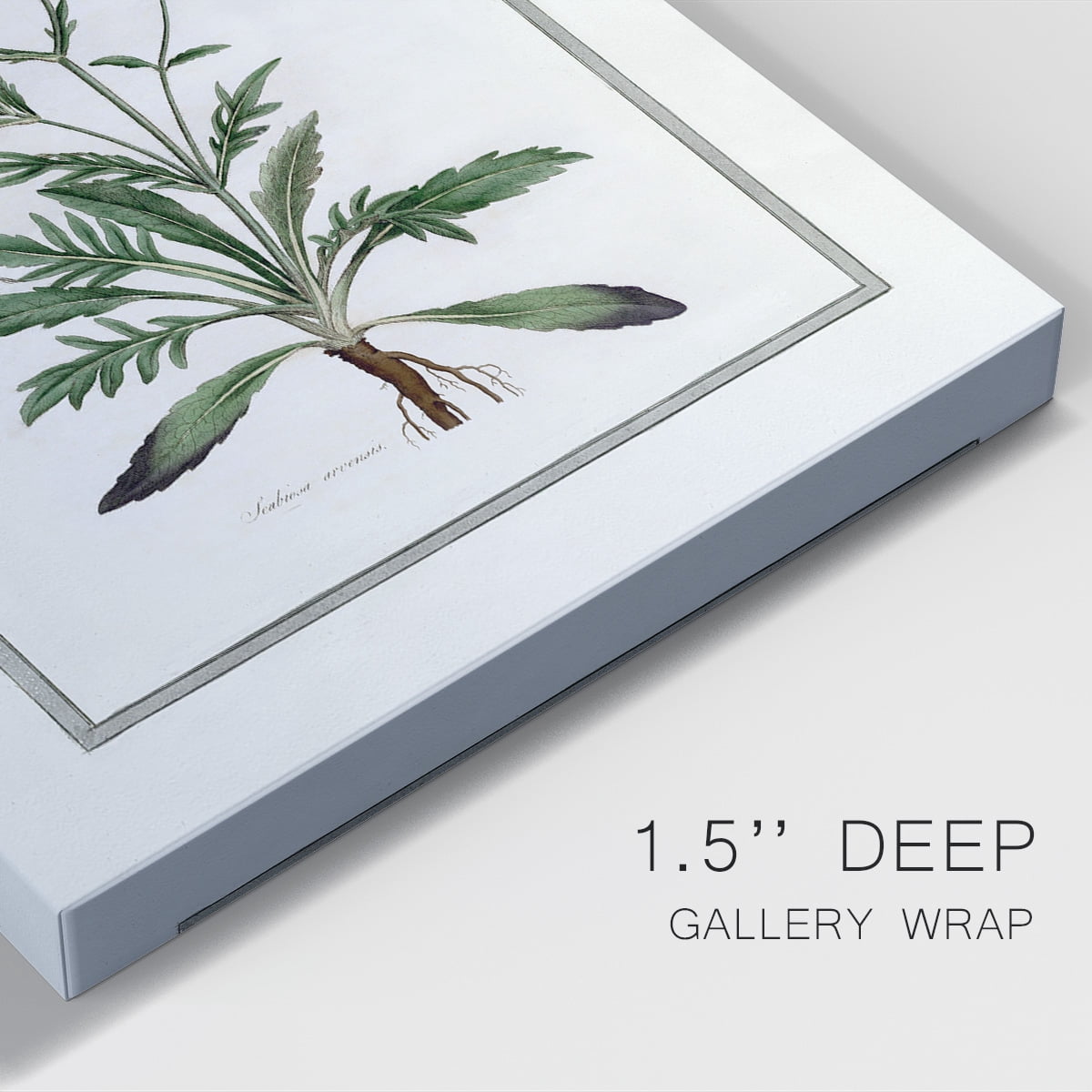 Soft Botanical II Premium Gallery Wrapped Canvas - Ready to Hang