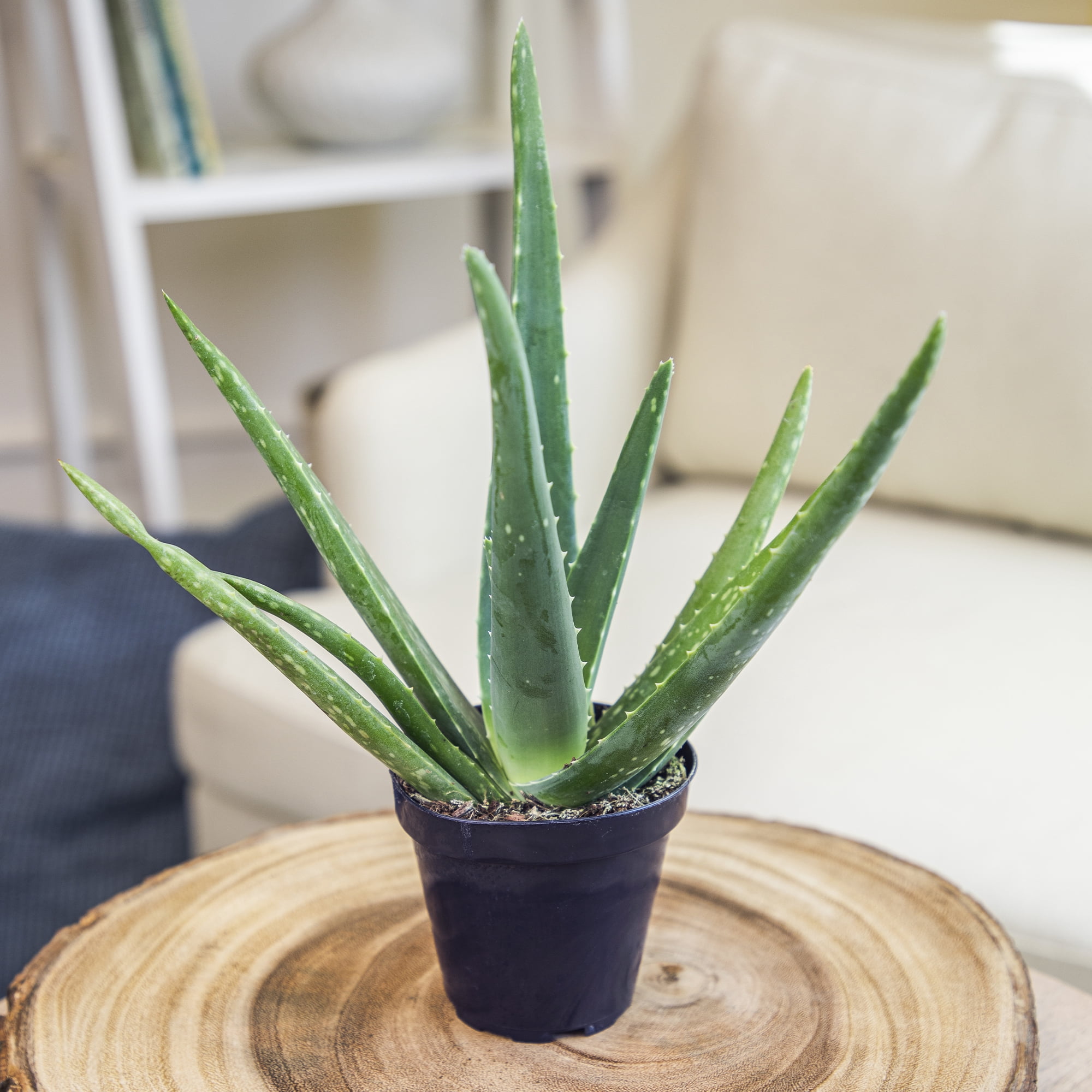 Altman Plants 11" Live Aloe Vera Plants in 3.5" Grower Pots, Easy Succulents (3 Count)