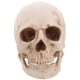 thumbnail image 4 of Modelo de cráneo humano de resina de simulación a tamaño real 1:1, esqueleto didáctico de rastreo anatómico médico, estatua decorativa de Halloween, 4 of 5