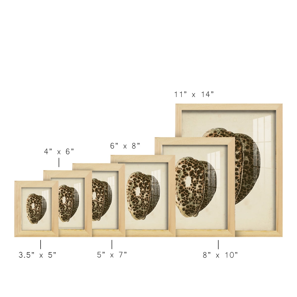 Sealife Collection III - Framed Print w/glass - Natural Wood