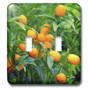 3dRose Kumquat fruit tree, Agriculture - NA01 PRI0002 - Prisma - Double Toggle Switch (lsp_83504_2)