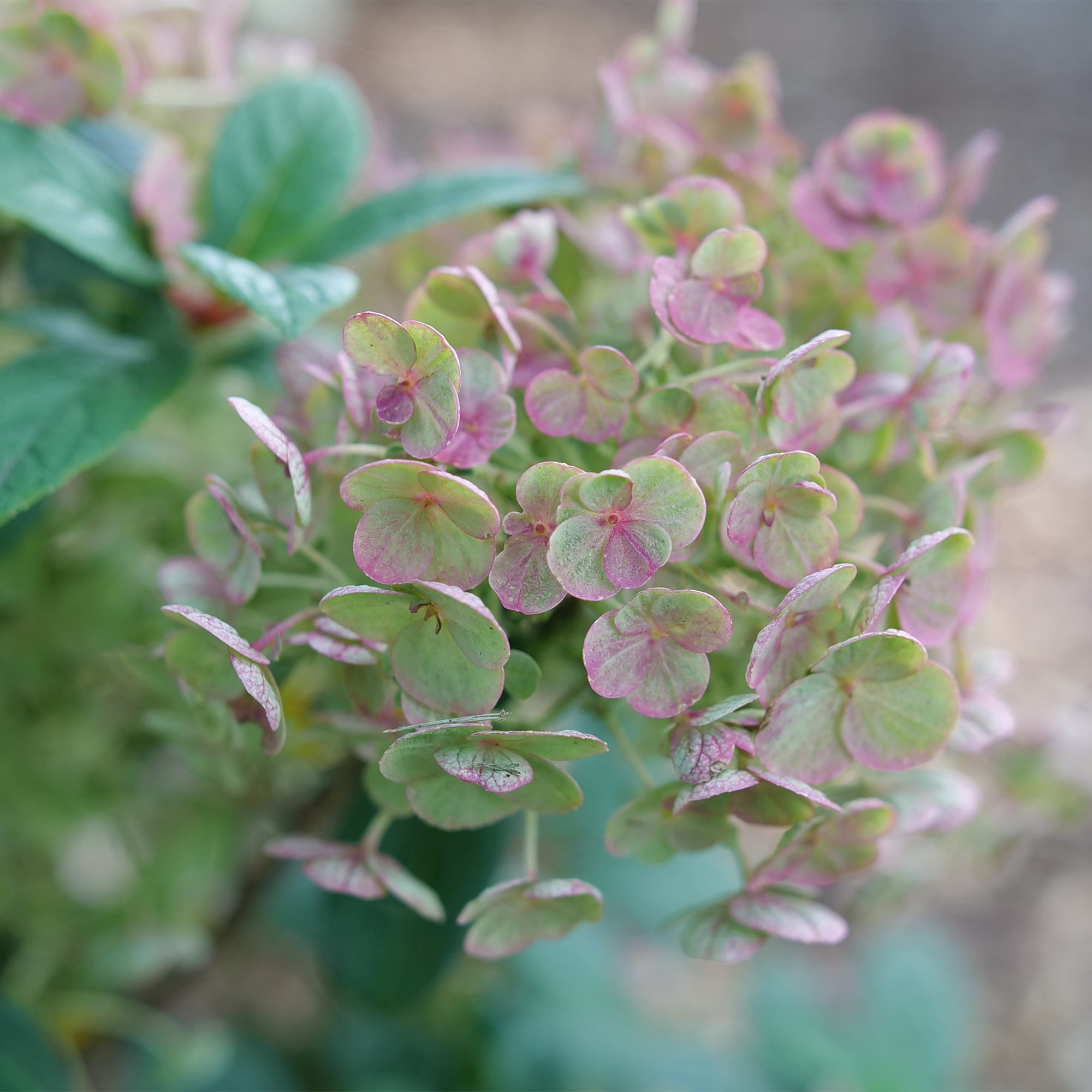 Proven Winners ColorChoice Tiny Quick Fire Hydrangea Live Shrub (2 Gallon)