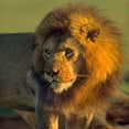 thumbnail image 2 of Fitzharris, Tim 12x12 White Modern Wood Framed Museum Art Print Titled - African Lion, 2 of 4