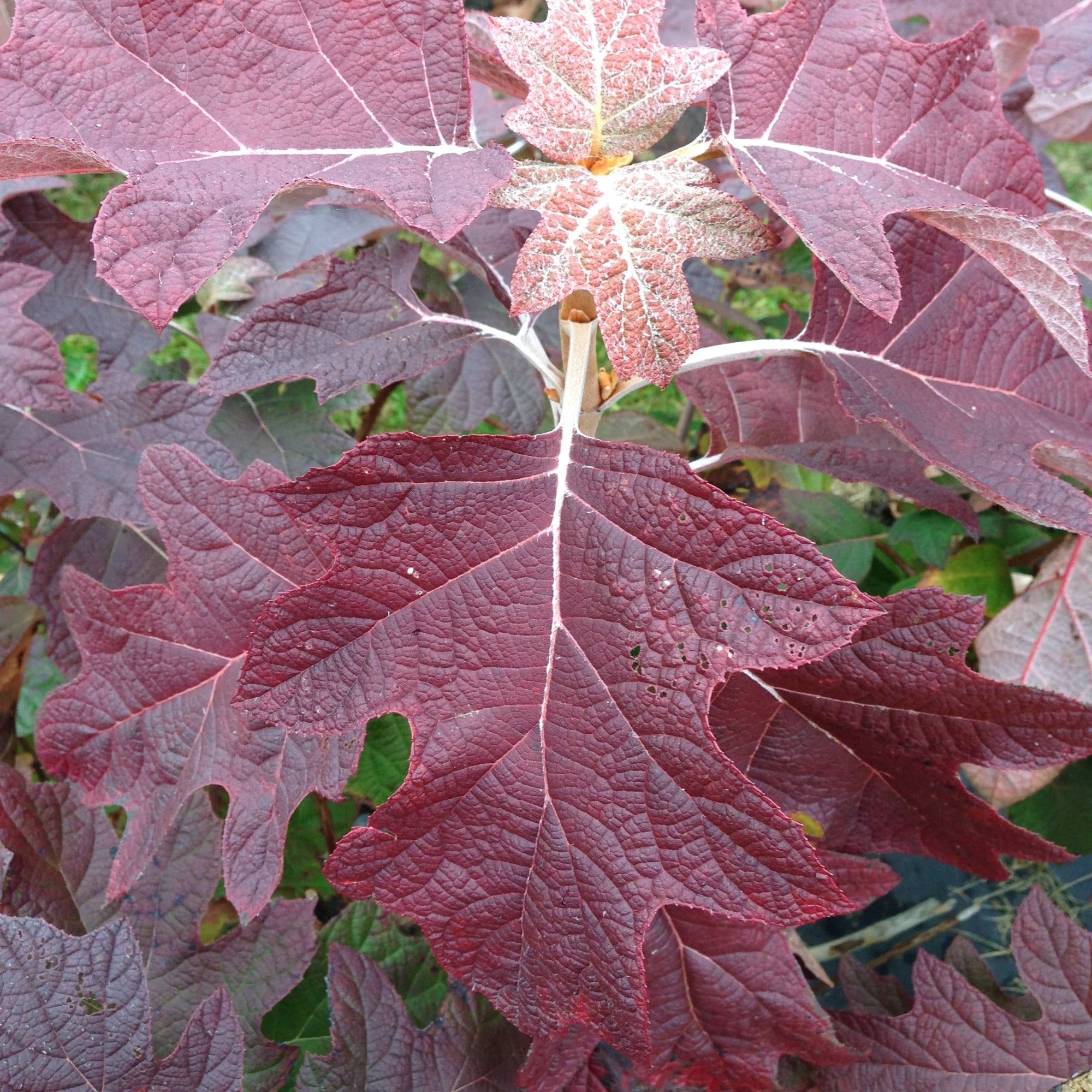Proven Winners ColorChoice 5" Gatsby Pink Oakleaf Hydrangea Live Plant in 4.5" Pot (4 Count)