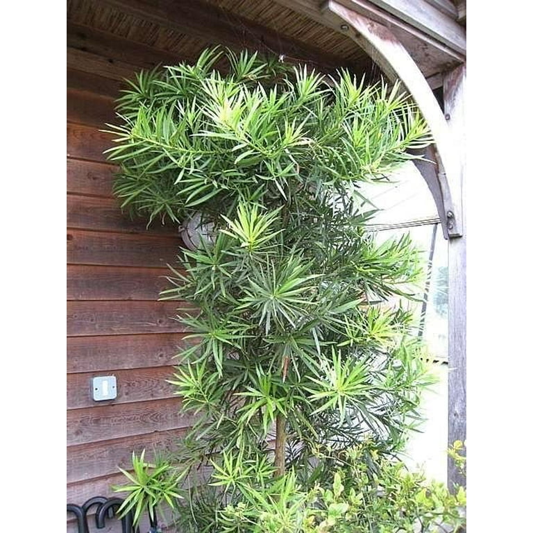 Podocarpus Macrophyllus I 2 Large Gallon Size Plants I Japanese