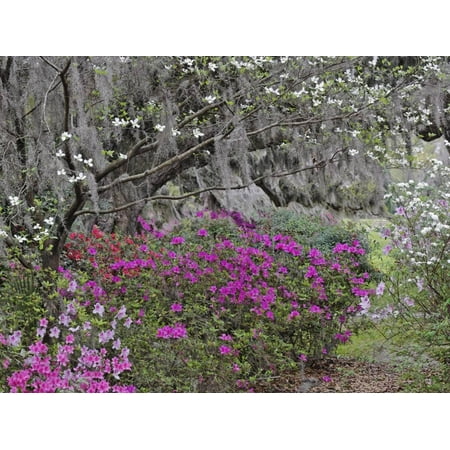 Flowering Dogwood Tree, Cornus Florida, and Azaleas in Full Bloom, Middlteton Place, South Carolina Print Wall Art By Adam (Best Places To Go In South Florida)