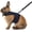 Black, variant on GYTY   Rabbit Harness and Leash Set - Adjustable Escape-Proof Training and Walking Gear for Guinea Pigs Bunnies Chinchillas Hamsters Ferrets Rats Kittens and Small Dogs Puppies Cats (Black,L)