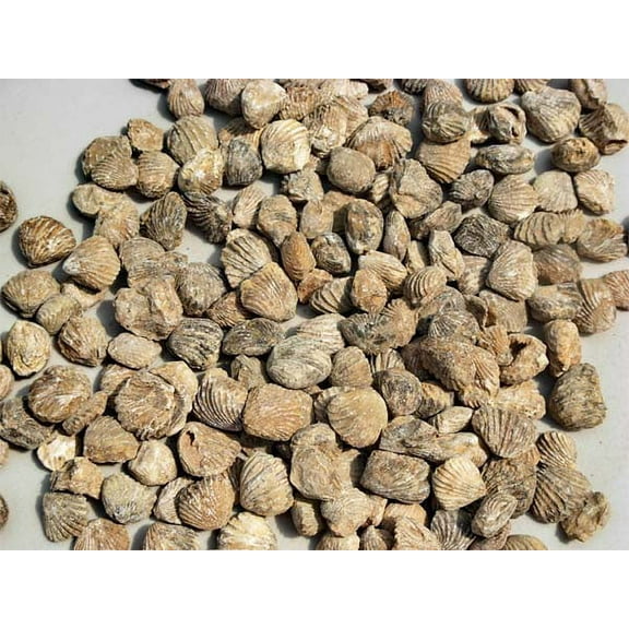 Educational Bulk Fossil Clams - 25 pieces