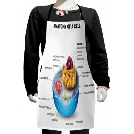 

Educational Kids Apron Cell Anatomy Microscopic Components Colorful Vivid Microbiology Boys Girls Apron Bib with Adjustable Ties for Cooking Baking Painting Pale Blue Purple Apricot by Ambesonne