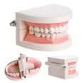 thumbnail image 3 of Dental Study Teaching Teeth Model Oral Care Tooth Education Dentist Equipment, 3 of 5