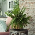 thumbnail image 4 of Raindrops 2Pcs Ceramic Planter Dish Black for Draining Flower Pot Water, 4 of 7