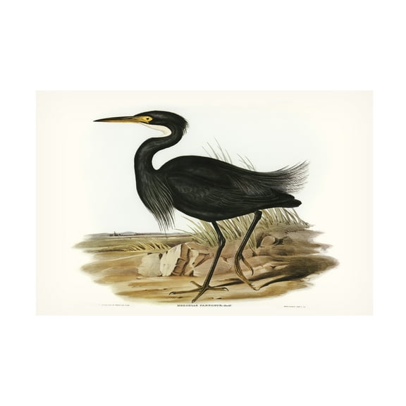 Trademark Fine Art Elizabeth Gould Majestic Waterbird IV Canvas Wall Art