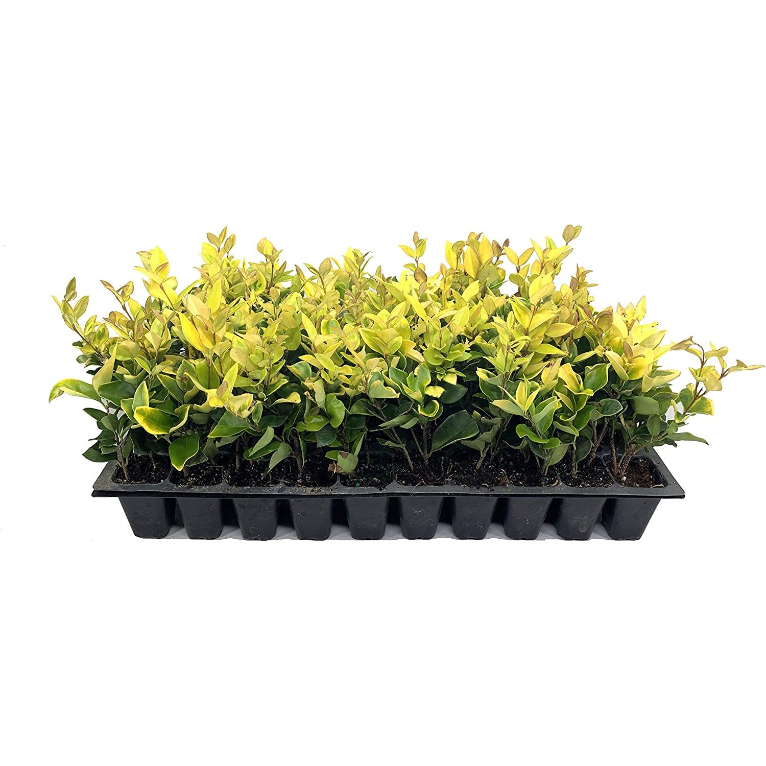 Ligustrum Japonicum 'Howardi' 10 Live Plants Privacy Hedge Yellow