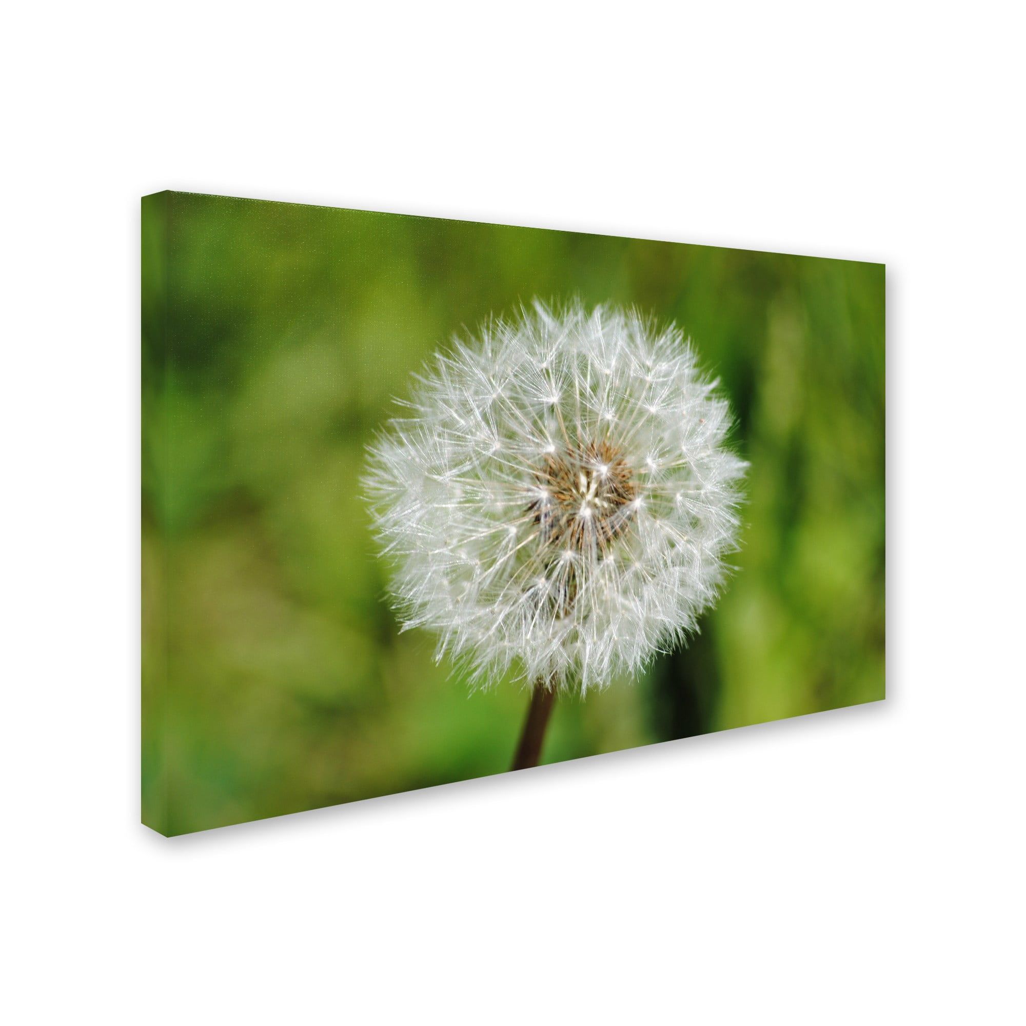 Trademark Fine Art "Make a Wish" Canvas Art by Monica Mize