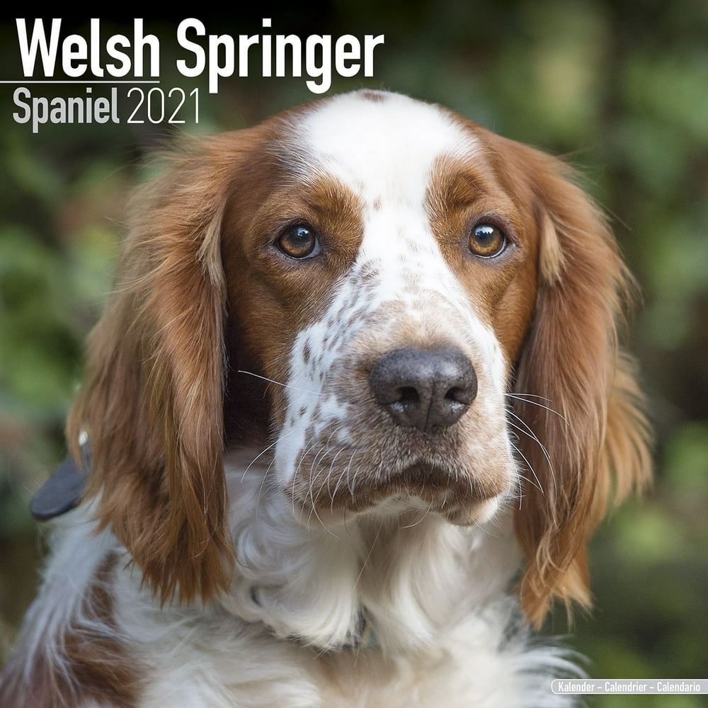 Welsh Springer Spaniel Calendar 2021 Welsh Springer Spaniel Dog Breed