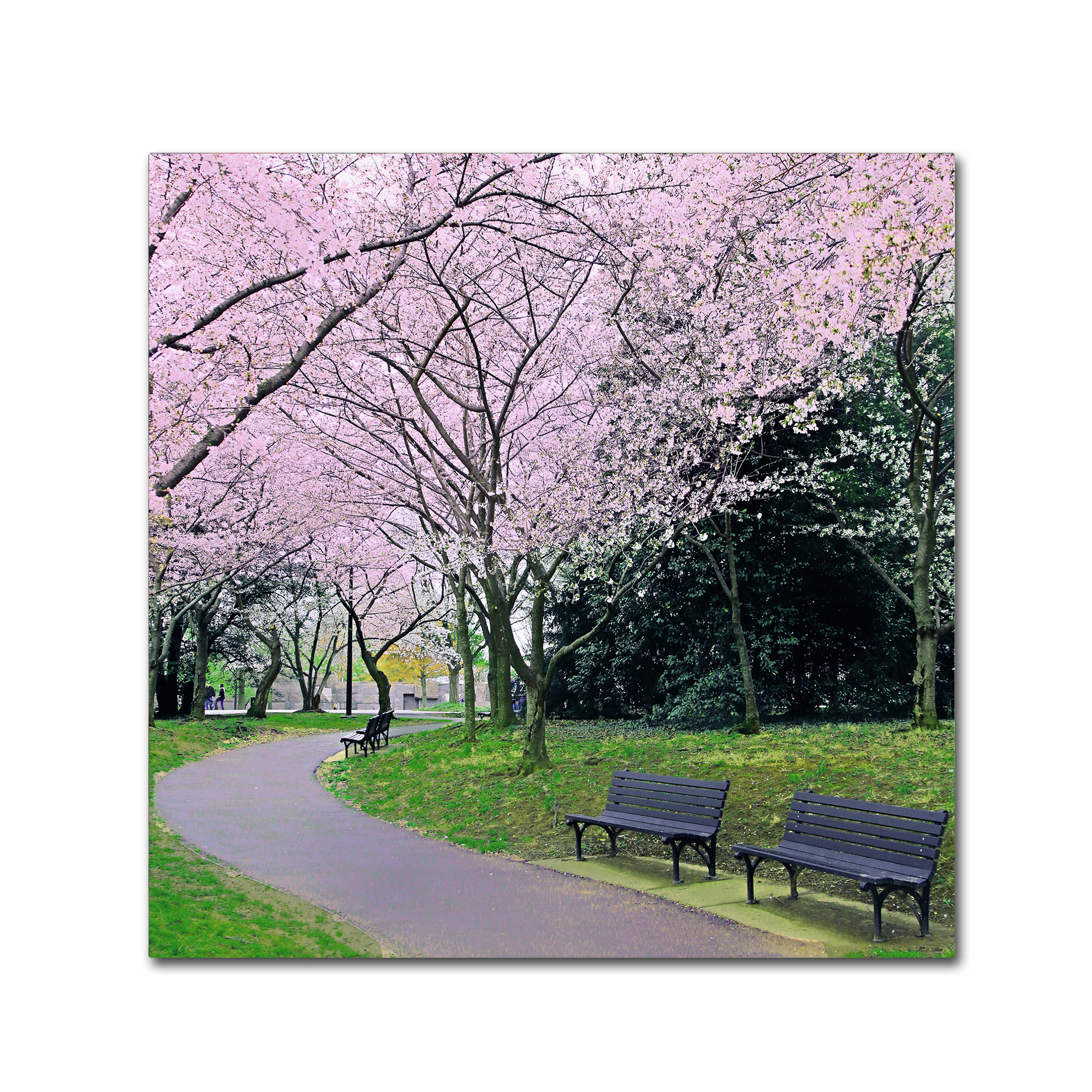 Trademark Fine Art "Spring Path" Canvas Art by CATeyes