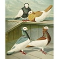 thumbnail image 3 of Gustav Prütz 15x18 Black Modern Framed Museum Art Print Titled - Hungarian White-Headed Elster-Tummler (1884-1886), 3 of 5