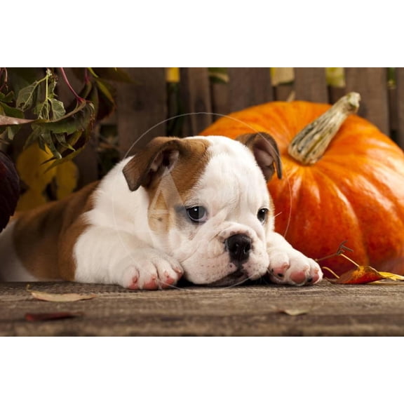 English Bulldog and a Pumpkin, Seasons Unframed Photographic Print Wall Art by Lilun Sold by ArtCom
