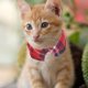 thumbnail image 1 of AURARMLET 2Ud Collar Ajustable Para Mascotas En Tela Con Timbre Y De, 1 of 7