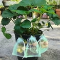 thumbnail image 5 of Fruit Protection Netting Bags for Fruit Trees, Garden Mesh Barrier Bags to Protect Plants , Fruit Cover Mesh Bag with Drawstring,, 5 of 6