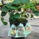 thumbnail image 5 of Bolsas de red de protección de frutas para árboles frutales, bolsas de barrera de malla de jardín para proteger plantas, bolsa de malla de cubierta de frutas con cordón,1.23cp, 5 of 6