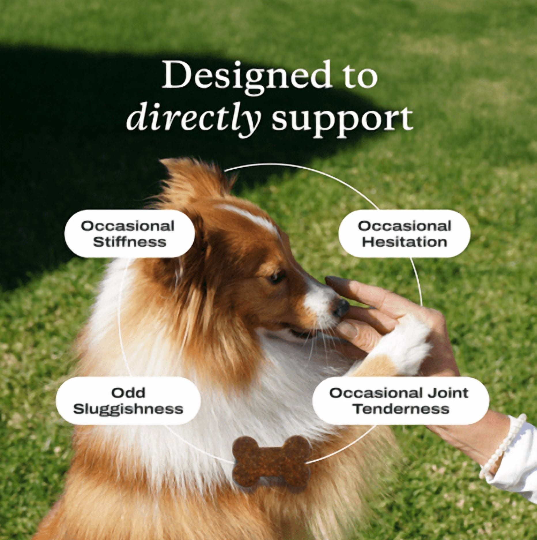 PetLab Co. Joint Care Chews - High Levels of Glucosamine - Green Lipped Mussels, Omega 3 - Dog Hip and Joint Supplement - Salmon Flavor