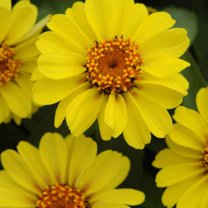 Outsidepride Zinnia Zahara XL Yellow Flower Seed - 50 Seeds