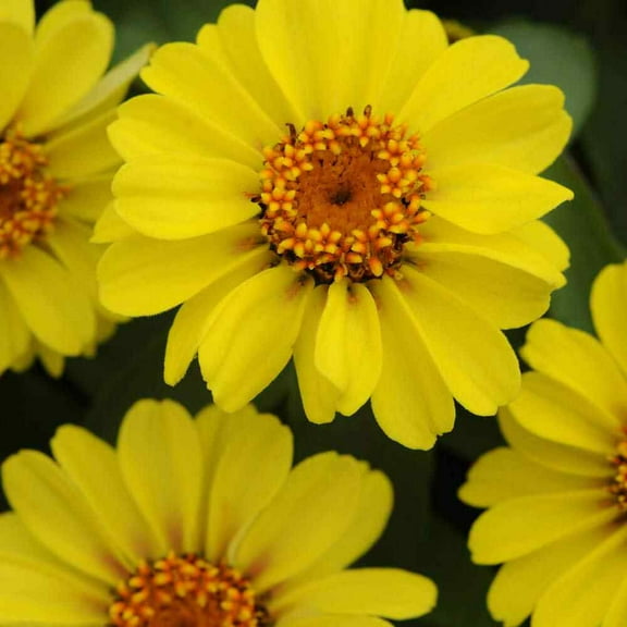 Outsidepride Zinnia Zahara XL Yellow Flower Seed - 50 Seeds