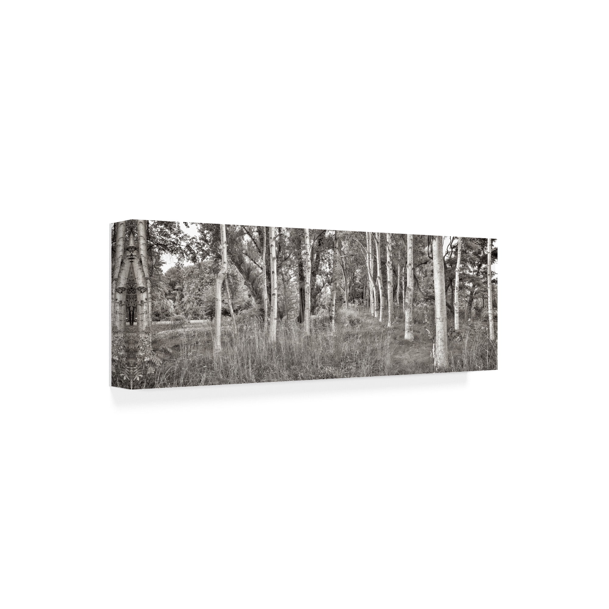 Trademark Fine Art 'Birch Trees No.2' Canvas Art by Alan Blaustei