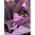 thumbnail image 4 of Purple Heart Plant Perennial Easy Growing Inside/Outside Pink Flowers Shade/Full Sun, 4 of 5