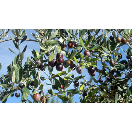 Cailletier Taggiasca Olive Tree - Tree of Peace - Olea europaea  - 3.25" POT