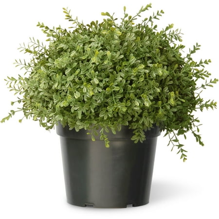 National Tree 15