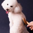 thumbnail image 3 of Cepillo de madera para mascotas, peine de aseo, cepillo removedor de pelo profesional para gatos y gatos esponjosos PerrosCabeza Redonda Pequeña, 3 of 5