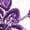 Purple, variant on Lingerie for Women Lace Embroidery Crotchless Hollow Underpant Underwear Babydoll Breathable Panties