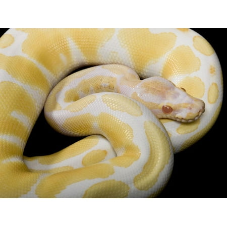 Royal Ball Python Albino Mutation Print Wall Art