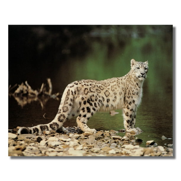 Spotted Snow Leopard Cat Standing In Water Photo Wall Picture 8x10 Art Print Walmart Com
