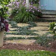 Expert Gardener Dwarf Mondo Grass (18-Pack) Low-Growing Evergreen Groundcover in 3.25-Inch Grower Pots