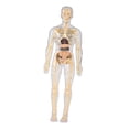 thumbnail image 2 of kusrkot Human Body Model Learning Toy Display Body Organ Parts for Classroom Teacher Transparent, 2 of 9