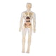 thumbnail image 4 of Kits de aprendizaje de modelos de cuerpo humano, modelos de anatomía interactivos, aprendizaje Totalmente transparente, 4 of 9